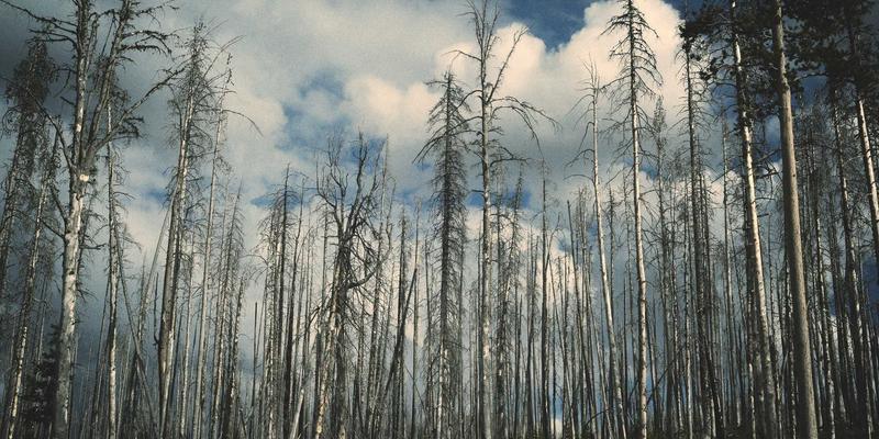 从生活分享到心灵闺蜜：社区志愿活动如何重塑中年女性的社交圈与自我价值